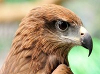 Why leaders need eagle eyes