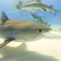 How to stay safe from the property sharks