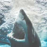 Business valuations: Don't bait the shark