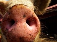 Family business fined $10,000 for telling porkies about bacon’s origin