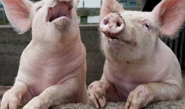 Watchdog orders pork producers not to tell porkies about free range products