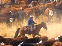 Aussie farmer calls on Coles and Woolies to do more to support producers doing it tough as petition ropes in 53,000 supporters