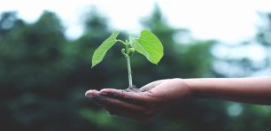 hand-holding-seedling cop26