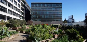 community garden food sharing