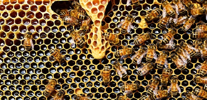 business lessons from bees