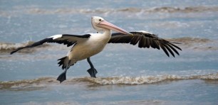 pelican feeder dismissal