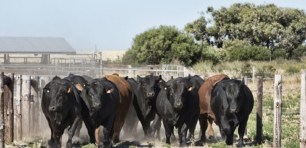 Cows foot and mouth disease