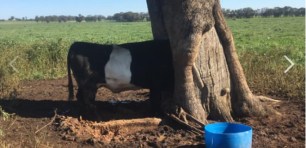 NSW border-impacting-farmers