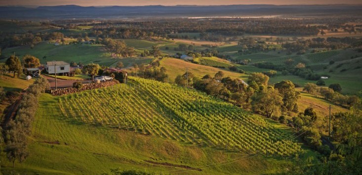 Barossa-vineyards