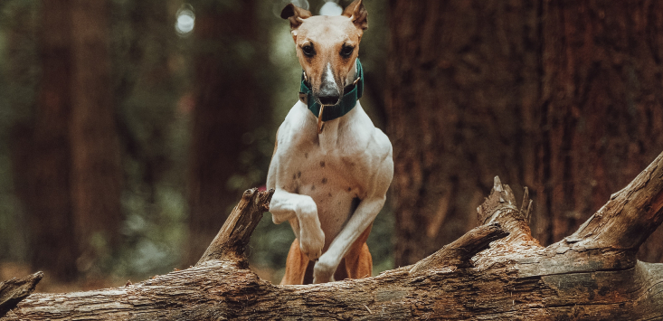 dog jumping over log