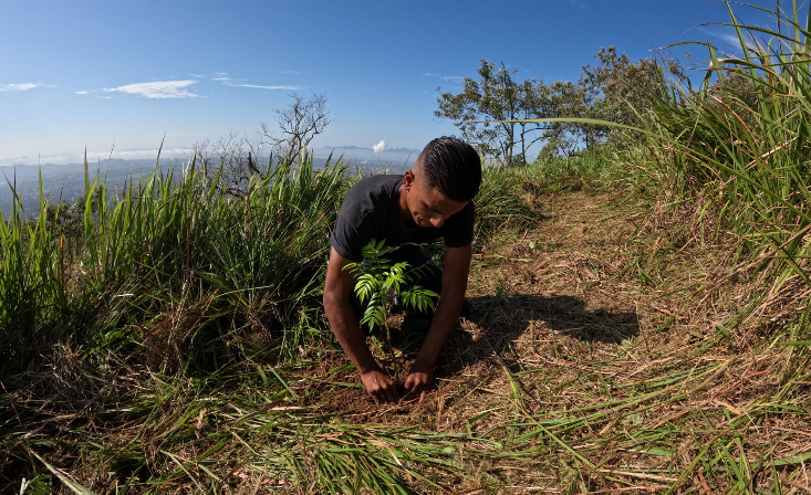 Brazil tree planting