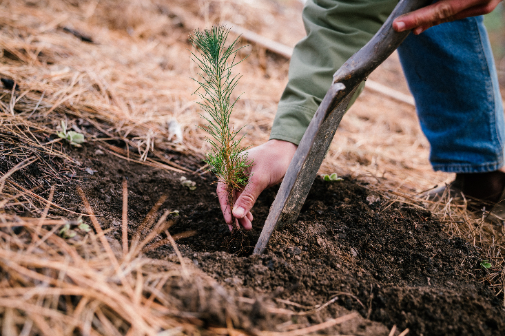 California tree planting