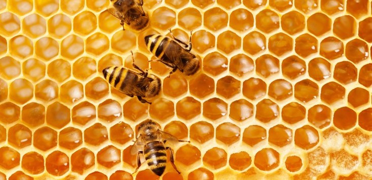 honeycomb bees