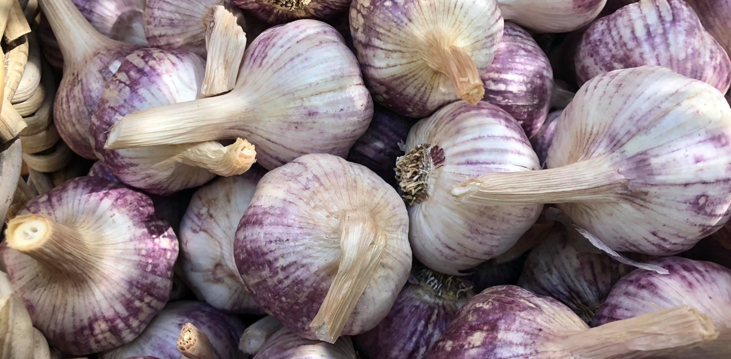 El Dorado garlic