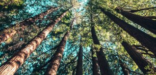 Trees with blue sky in background